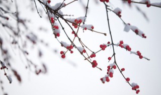 小雪有哪些习俗 小雪那天的风俗是什么