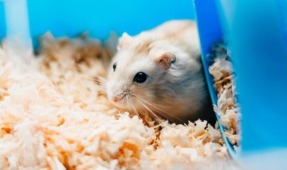 四海一家是什么生肖（四海为家,什么生肖）