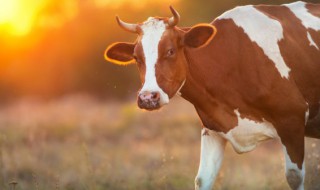 独来独往是什么生肖 独来独往是什么生肖2022