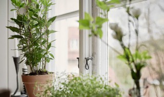 窗台适合摆什么植物(窗台适合摆什么植物好)