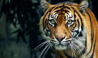 东山再起是什么生肖 东山再起是什么生肖2肖4码