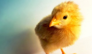 日落西山是什么生肖（日落西山是什么生肖数字）