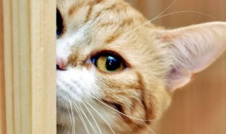 养猫的风水讲究（养猫的风水讲究有哪些）