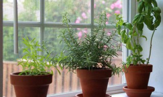 办公空间养花风水常识 办公空间养花风水常识图片