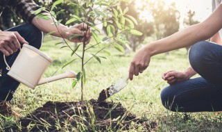 核桃树风水(核桃树风水方位)