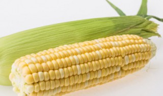 韭菜玉米饼的做法 韭菜玉米饼的做法教程