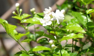 茉莉花如何晒太阳 茉莉花怎么晒太阳