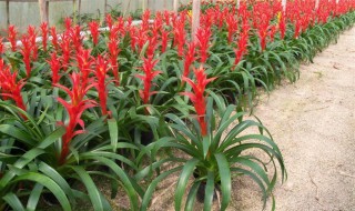 小红星怎么养长的好 绿植小红星怎么养