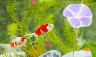 洗鱼的水能直接浇花吗 洗鱼的水能直接浇花吗为什么