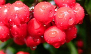 富贵籽的繁殖方法 富贵籽的繁殖方法有几种