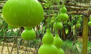 葫芦的育苗方法 葫芦育苗方法和时间视频