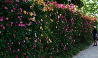 爬藤月季的养殖方法 爬藤月季的养殖方法和注意事项