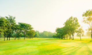 海南洒金榕养殖方法（洒金榕养殖方法和注意事项）