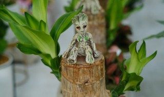 巴西木的养殖养护方法(巴西木的养殖方法和注意)