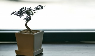 鸢尾的繁殖方法 鸢尾的繁殖方法视频