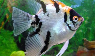 燕鱼配对最佳方法 燕鱼配对最佳方法图