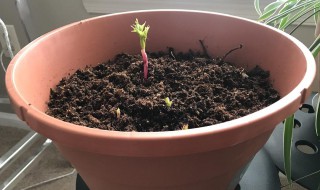 芍药根块带芽种植的方法（芍药根块带芽种植的方法图片）