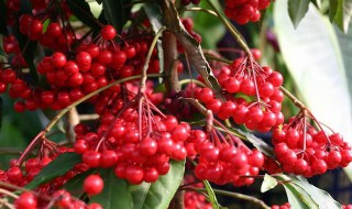 朱砂根的繁殖方法 朱砂根栽培方法