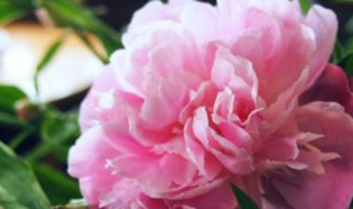 牡丹花的繁殖方法 牡丹花的繁殖方法和注意事