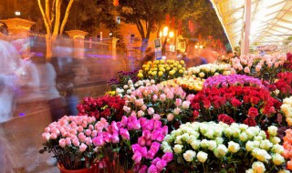 玫瑰花的扦插懒人方法（盆栽玫瑰怎么扦插）