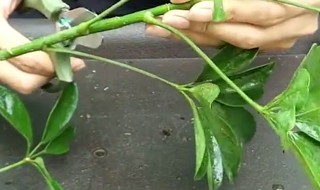 鹅掌柴的繁殖方法（鹅掌柴的繁殖方法视频）