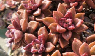 姬胧月的繁殖方法（姬胧月的繁殖方法和注意事项）