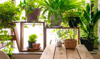 建兰的繁殖方法（建兰怎么移栽）