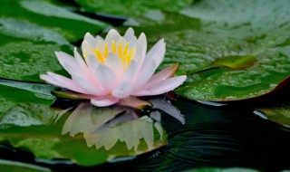 家养盆栽睡莲种植方法 盆栽睡莲养殖方法