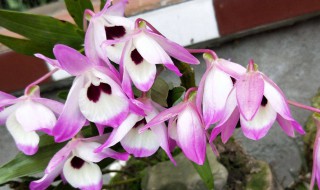 金钗石斛怎么养才开花（金钗石斛怎样栽培）