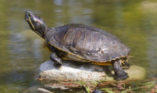 养乌龟的风水讲究与禁忌（养乌龟有什么禁忌风水）