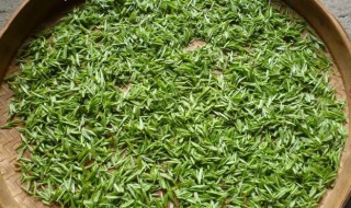 狗牯脑茶属于什么茶 狗牯脑茶属于什么茶功效