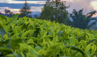 大叶茶属于什么茶（大叶茶属于什么茶?）