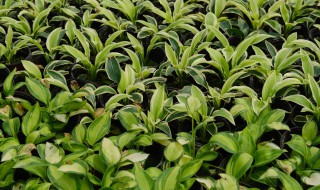 玉簪的养殖方法（玉簪养殖方法和注意事项）