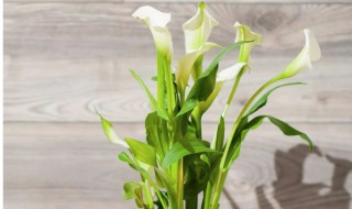 马蹄莲的繁殖方法（马蹄莲的繁殖方法和过程）