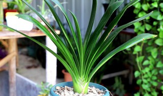 君子兰下垂的解决方法（君子兰叶子下垂怎么回事,如何补救?）