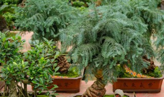 澳洲杉主干短截后管理方法 澳洲杉枝条干枯