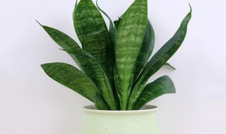 小型虎皮兰的种植方法 皮虎兰怎么种植