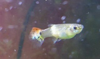 治疗孔雀鱼针尾病的特效方法（治疗孔雀鱼针尾病的特效方法视频）