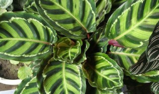 孔雀竹芋的繁殖方法（孔雀竹芋繁殖方法和注意事项）