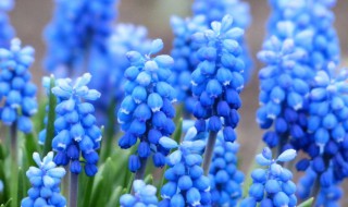 葡萄风信子的繁殖方法 葡萄风信子繁殖方式