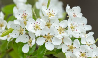 梨花的寓意 梨花的寓意是什么