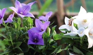 洋桔梗的扦插方法 洋桔梗的扦插方法和注意事项