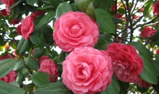 茶花移栽时间和方法（茶花什么时候移栽比较合适）