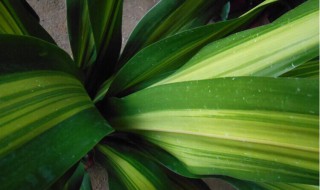 金边巴西铁的繁殖方法 金边巴西铁的养殖方法和注意事项