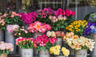 对节白蜡盆景制作方法 对节白蜡盆景制作方法是什么