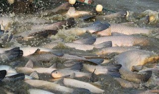 青鱼和草鱼养殖技术 青鱼和草鱼养殖技术哪个好