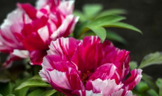 牡丹吊兰的繁殖方法 牡丹吊兰的繁殖方法视频