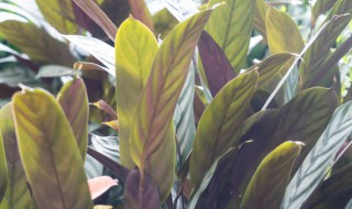 飞羽竹芋的繁殖方法 飞羽竹芋的繁殖方法和注意事项