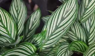 竹芋的繁殖方法（竹芋的繁殖方法视频）