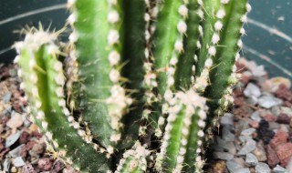 万重山变软补救方法（万重山变软倒下来了）